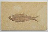 Detailed Fossil Fish (Knightia) - Wyoming #214133-1